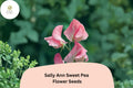 50+ Sally Ann Sweet Pea Seeds | Climbing Pink and Cream Flowers | Lathyrus odoratus ‘Sally Ann’ for Garden, Trellises, Fences