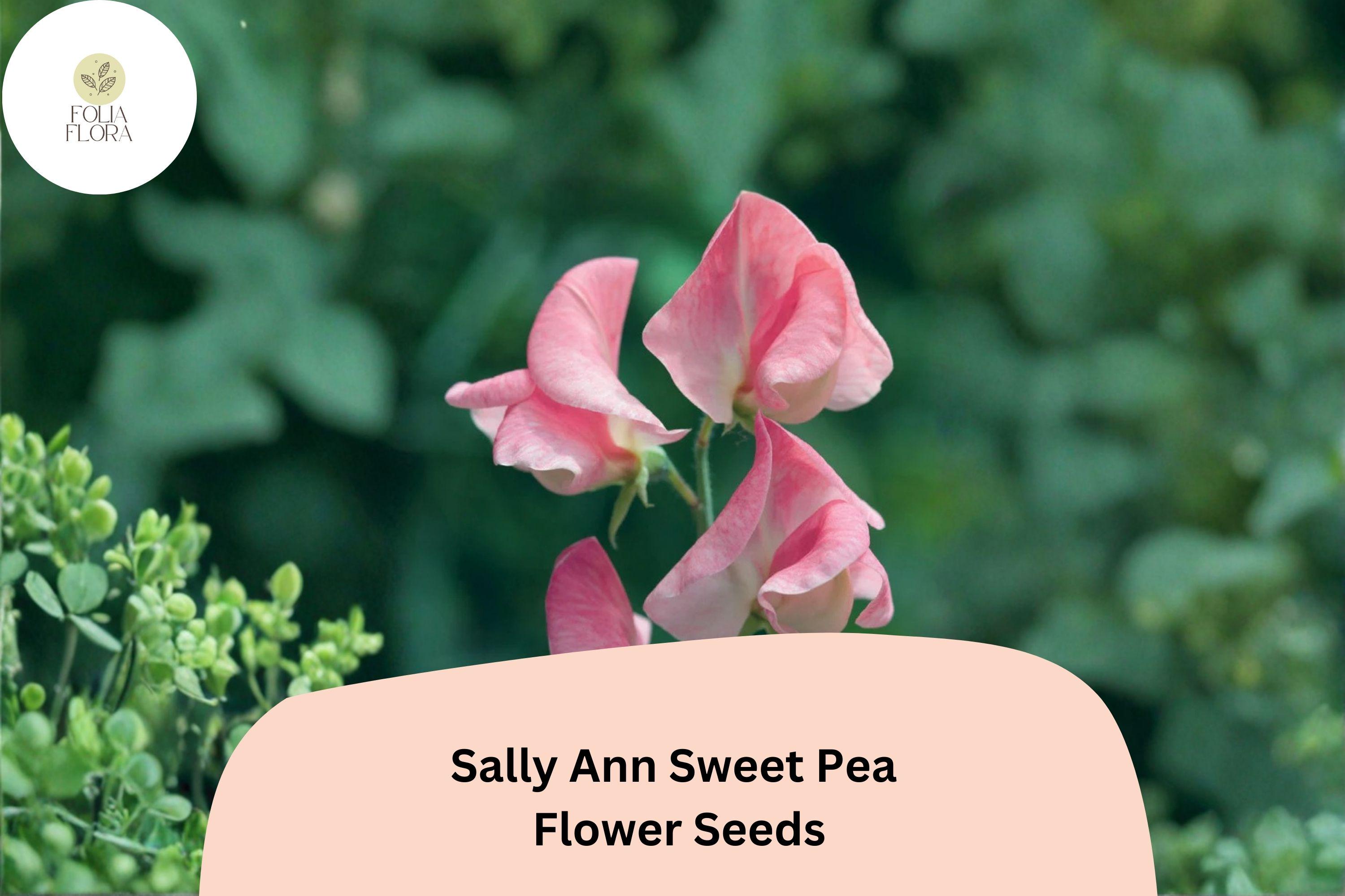 50+ Sally Ann Sweet Pea Seeds | Climbing Pink and Cream Flowers | Lathyrus odoratus ‘Sally Ann’ for Garden, Trellises, Fences