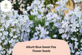 Albutt Blue Sweet Pea Seeds | Lavender-Blue Climbing Flowers for Trellis & Garden | Lathyrus odoratus