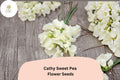50+ Cathy Sweet Pea Seeds | Yellow Cream Climbing Flowers for Trellis & Garden