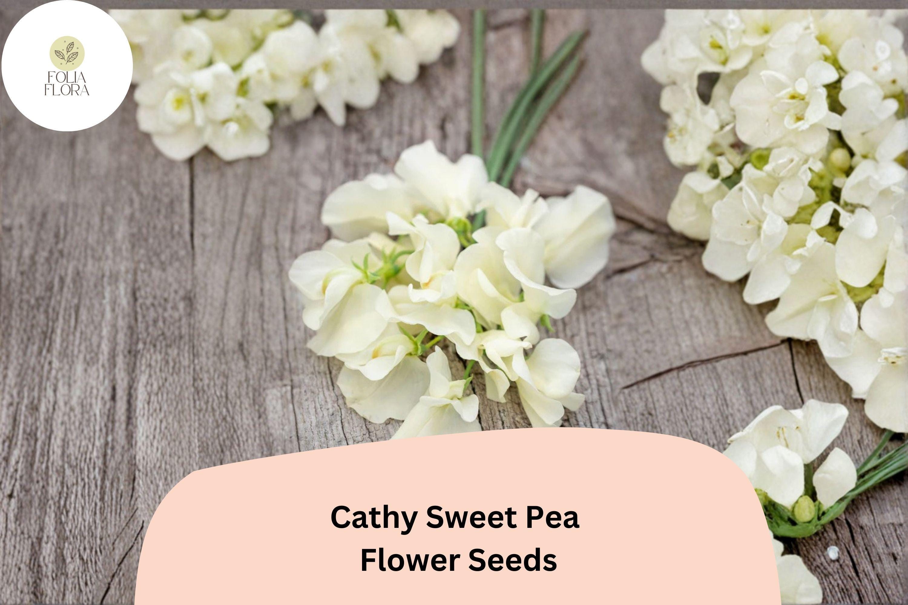 50+ Cathy Sweet Pea Seeds | Yellow Cream Climbing Flowers for Trellis & Garden