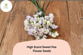 High Scent Sweet Pea Seeds | Pale Lavender Climbing Flowers for Trellis & Garden | Lathyrus odoratus