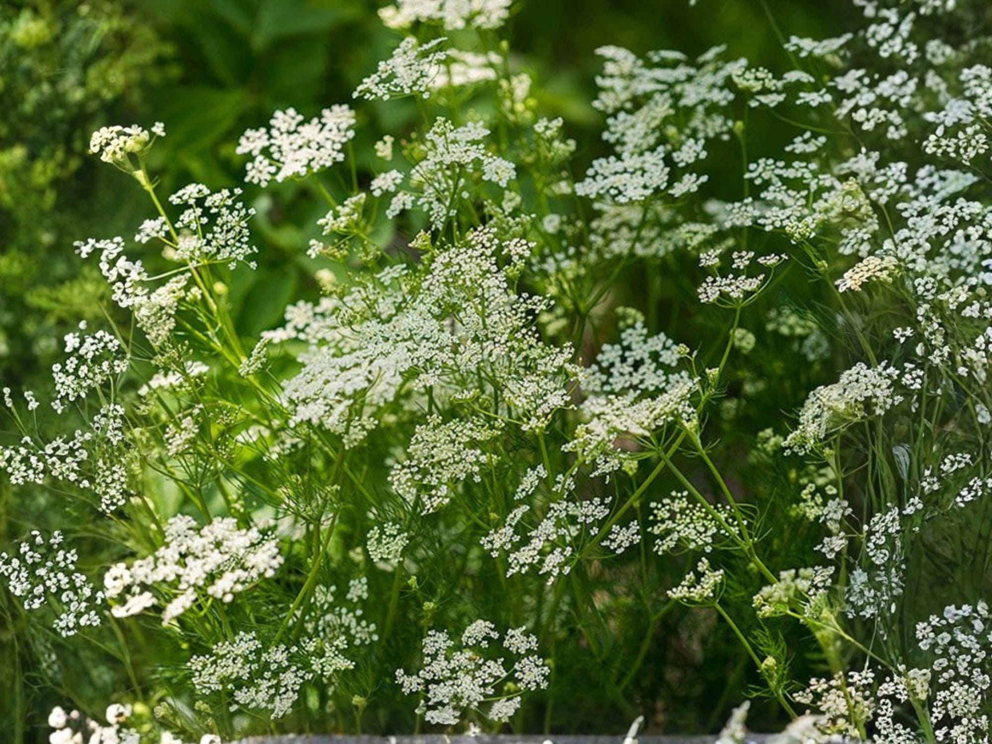 Caraway Herb Seeds – 300 Non-GMO Culinary & Medicinal Aromatic Herb – Easy to Grow, European & Middle Eastern Cuisine