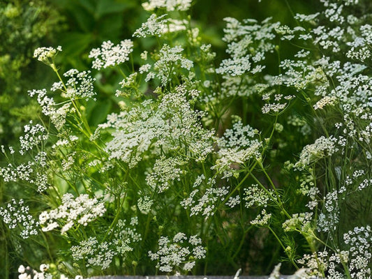 Caraway Herb Seeds – 300 Non-GMO Culinary & Medicinal Aromatic Herb – Easy to Grow, European & Middle Eastern Cuisine