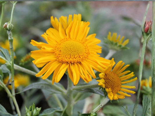 Orange Mountain Daisy Seeds – Hymenoxys hoopesii – Native Alpine Wildflower – Pollinator Plant – 40 Seeds