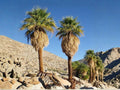 California Fan Palm Seeds – Washingtonia filifera – Native Desert, Drought Tolerant, Cold-Hardy, 5 Seeds