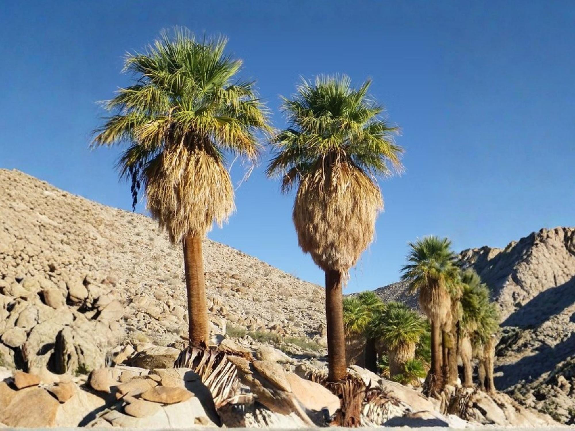 California Fan Palm Seeds – Washingtonia filifera – Native Desert, Drought Tolerant, Cold-Hardy, 5 Seeds