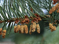 European Silver Fir Seeds – Abies alba – Evergreen Conifer Tree for Reforestation & Collection – 10 Seeds