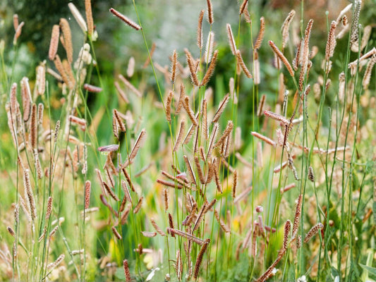 Blue Grama Grass Seeds – Native Prairie, Drought Tolerant, Low-Maintenance, Bouteloua gracilis, 100 Seeds