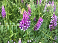 American Vetch Seeds – Native Nitrogen-Fixing Legume with Purple Lavender Flowers – Vicia americana – 25 Seeds