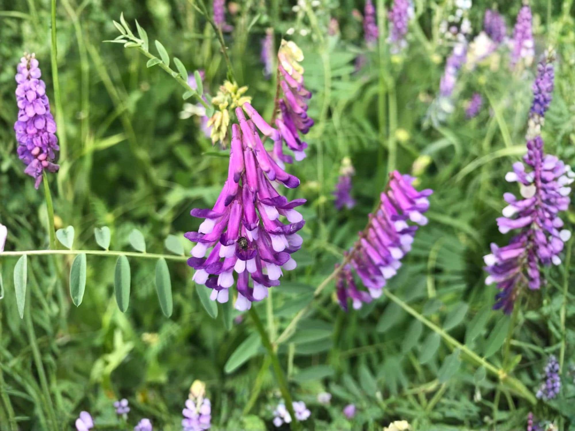 American Vetch Seeds – Native Nitrogen-Fixing Legume with Purple Lavender Flowers – Vicia americana – 25 Seeds