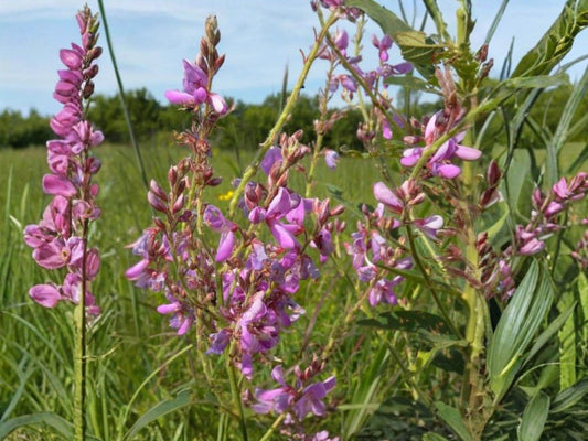 Showy Tick Trefoil Seeds – Native Perennial Legume with Pink Flowers – Desmodium canadense – Pollinator & Soil-Enhancing Plant