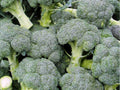 Di Cicco Broccoli Seeds – Italian Heirloom, Non-GMO, Fast-Growing, 500 Pack for Home Gardens, Containers & Microgreens