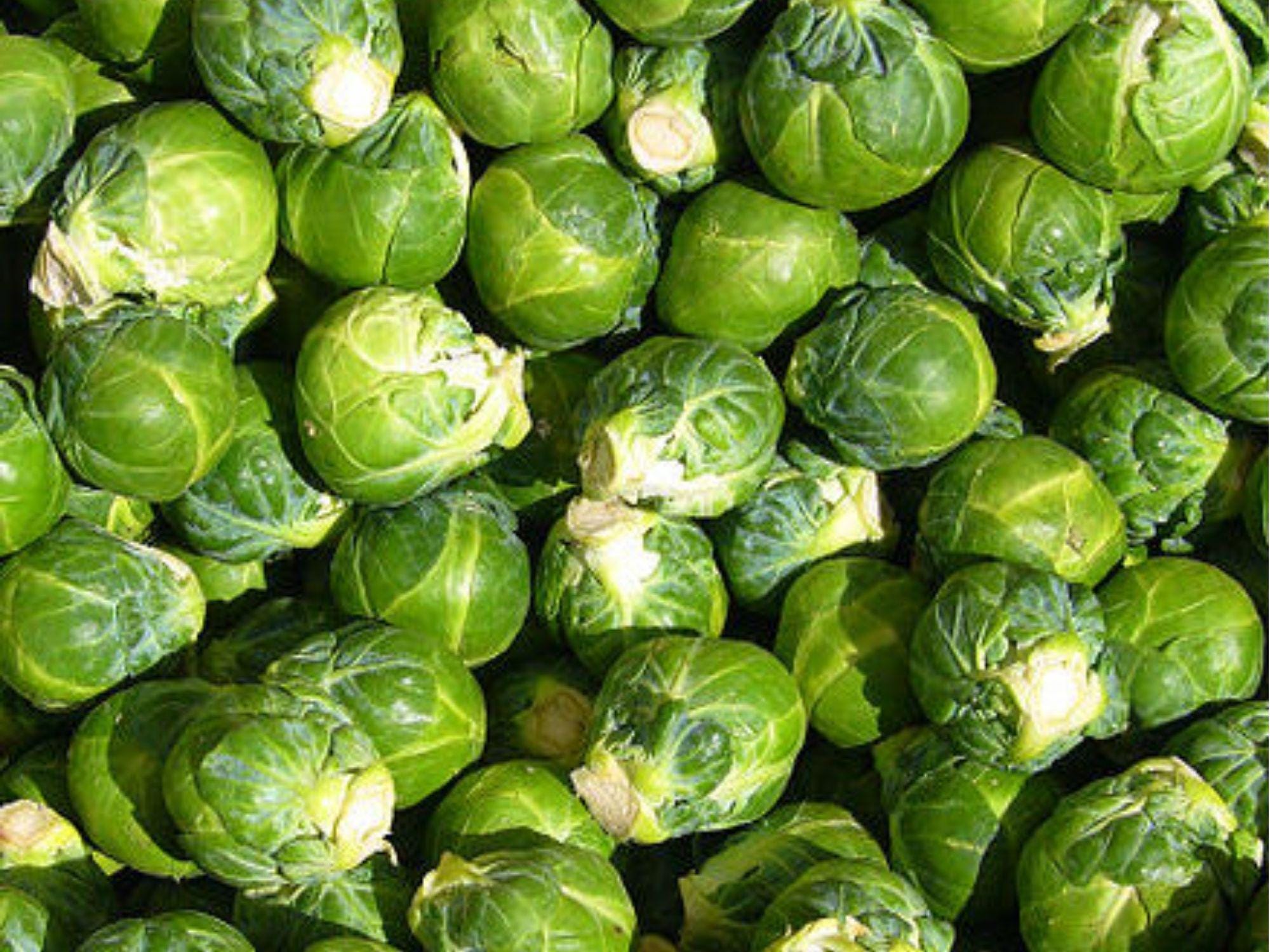 Long Island Brussels Sprouts Seeds – 500 Heirloom, Cold Hardy, Compact Plant Variety