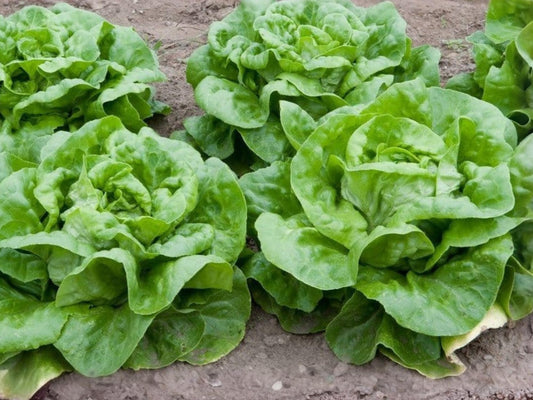 Buttercrunch Lettuce Seeds – Heirloom Butterhead Green, 1000 Non-GMO Seeds for Salad Gardens, Container & Raised Bed Gardening