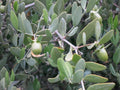 Canadian Milk Vetch Seeds (Astragalus canadensis) Native Wildflower, Pollinator & Soil-Enhancing Plant, 50 Seeds