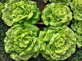 Tom Thumb Lettuce Seeds – Mini Butterhead Salad Green, Heirloom, Non-GMO, 1000 Seeds