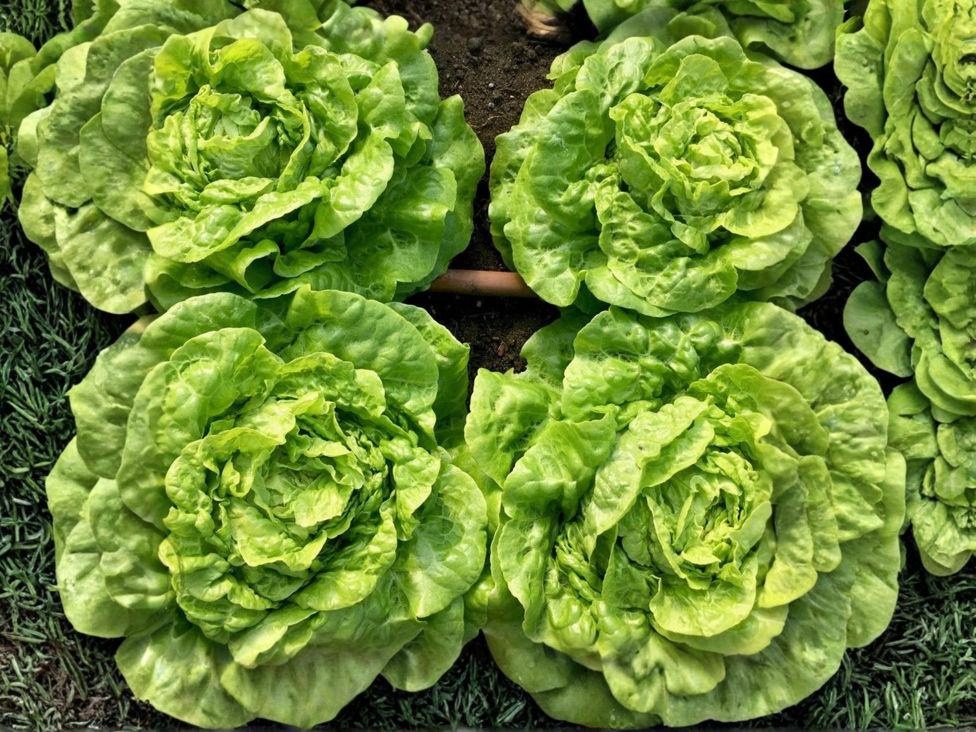 Tom Thumb Lettuce Seeds – Mini Butterhead Salad Green, Heirloom, Non-GMO, 1000 Seeds
