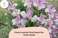 Pansy Lavender Flush Semi-Dwarf Sweet Pea Seeds | Lavender Climbing Vine for Borders & Containers | Lathyrus odoratus