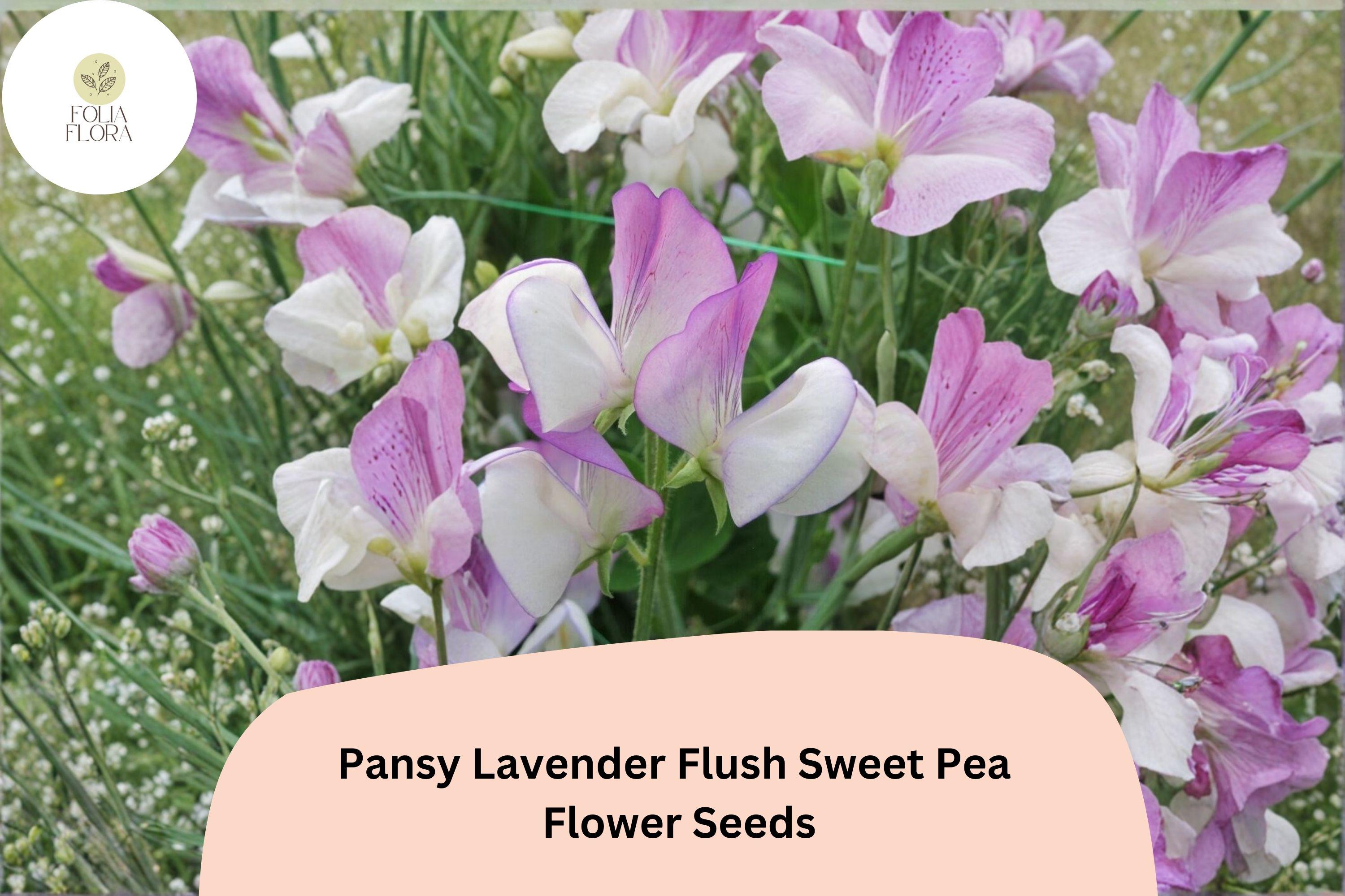 Pansy Lavender Flush Semi-Dwarf Sweet Pea Seeds | Lavender Climbing Vine for Borders & Containers | Lathyrus odoratus