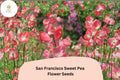 San Francisco Semi-Dwarf Sweet Pea Seeds | Soft Pink Climbing Flowers | Lathyrus odoratus