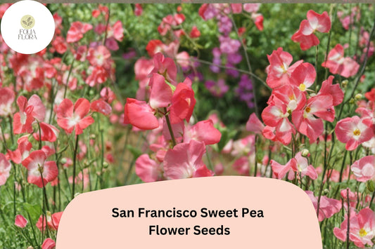 San Francisco Semi-Dwarf Sweet Pea Seeds | Soft Pink Climbing Flowers | Lathyrus odoratus