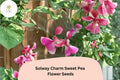 50+ Solway Charm Semi-Dwarf Sweet Pea Seeds | Soft Purple Climbing Flower for Garden, Container & Borders | Lathyrus odoratus