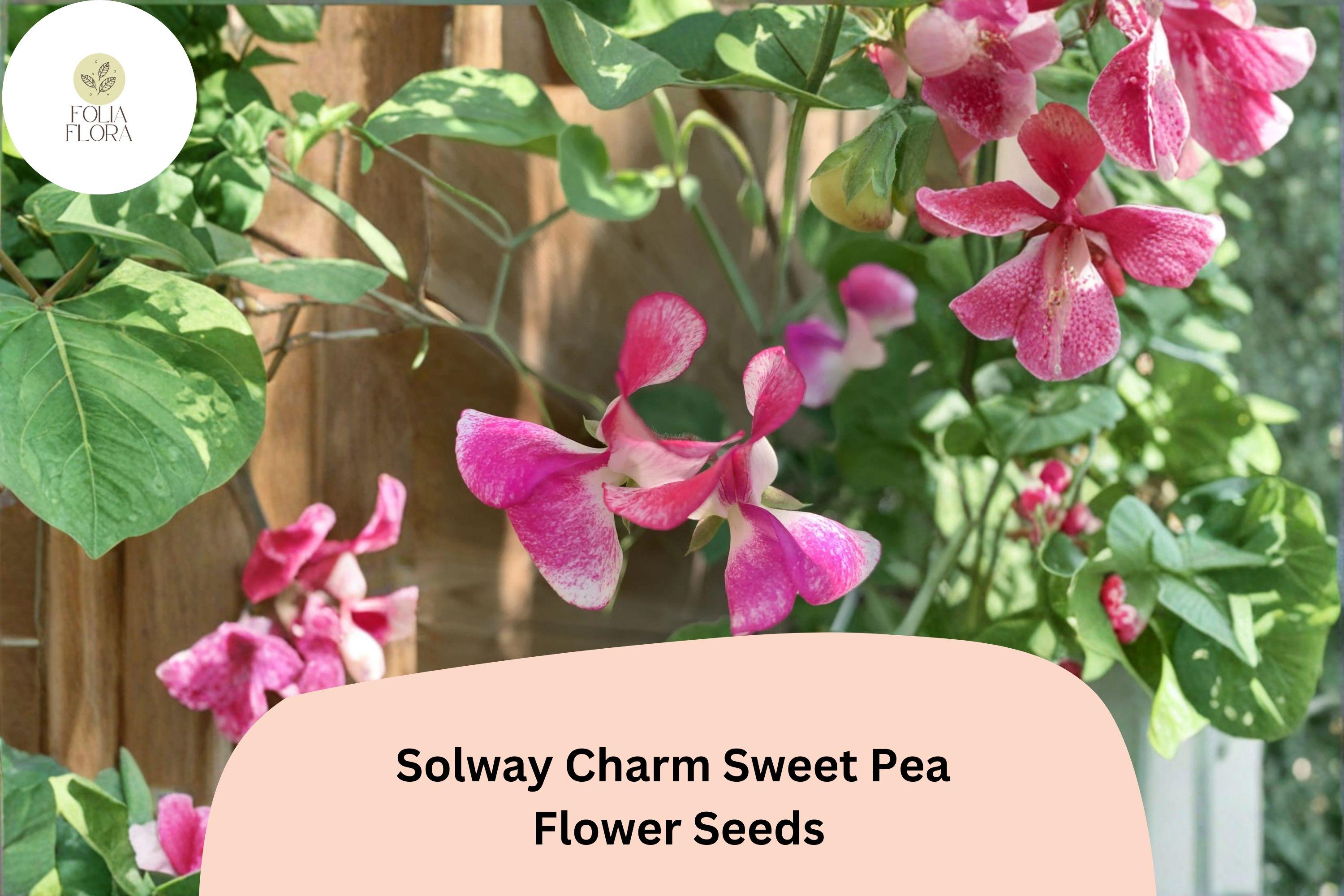 50+ Solway Charm Semi-Dwarf Sweet Pea Seeds | Soft Purple Climbing Flower for Garden, Container & Borders | Lathyrus odoratus