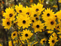 Dwarf Red Coreopsis Seeds | Plains Coreopsis Tinctoria | Easy Grow Annual Flower | 250 Seeds