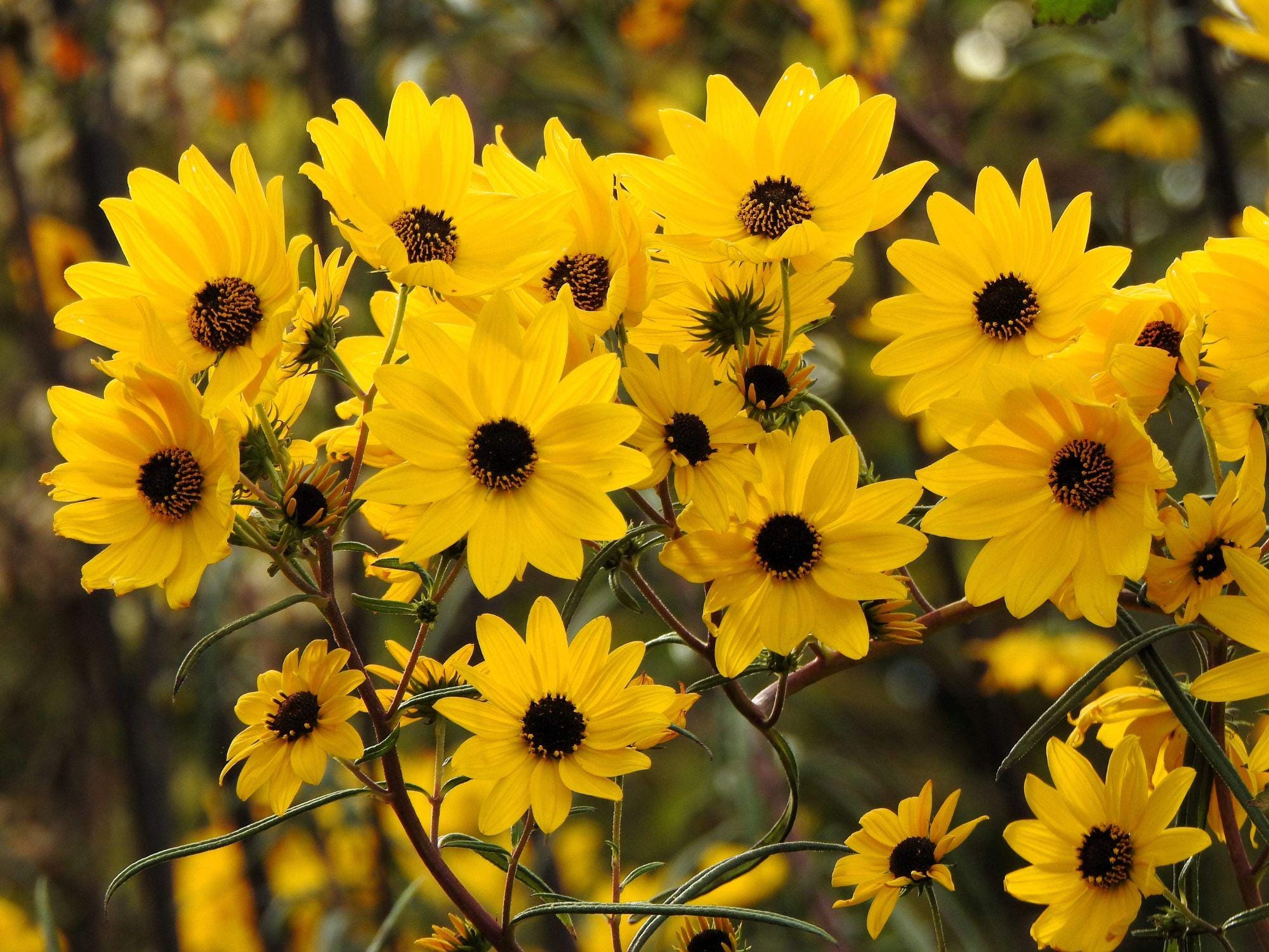 Dwarf Red Coreopsis Seeds | Plains Coreopsis Tinctoria | Easy Grow Annual Flower | 250 Seeds