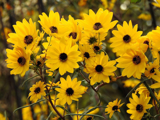 Dwarf Red Coreopsis Seeds | Plains Coreopsis Tinctoria | Easy Grow Annual Flower | 250 Seeds
