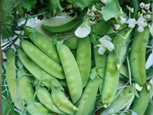 Dwarf Sugar Grey Snow Pea Seeds – Edible Pod Vegetable, Compact Bush, Non-GMO, 50 Seeds