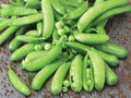 Sugar Snap Pea Seeds – Edible Pod, Sweet, High-Yielding, Non-GMO, Legume, Pisum sativum