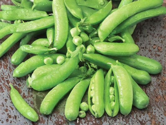 Sugar Snap Pea Seeds – Edible Pod, Sweet, High-Yielding, Non-GMO, Legume, Pisum sativum