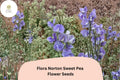 Flora Norton Sweet Pea Seeds | Fragrant Blue Climbing Flowers