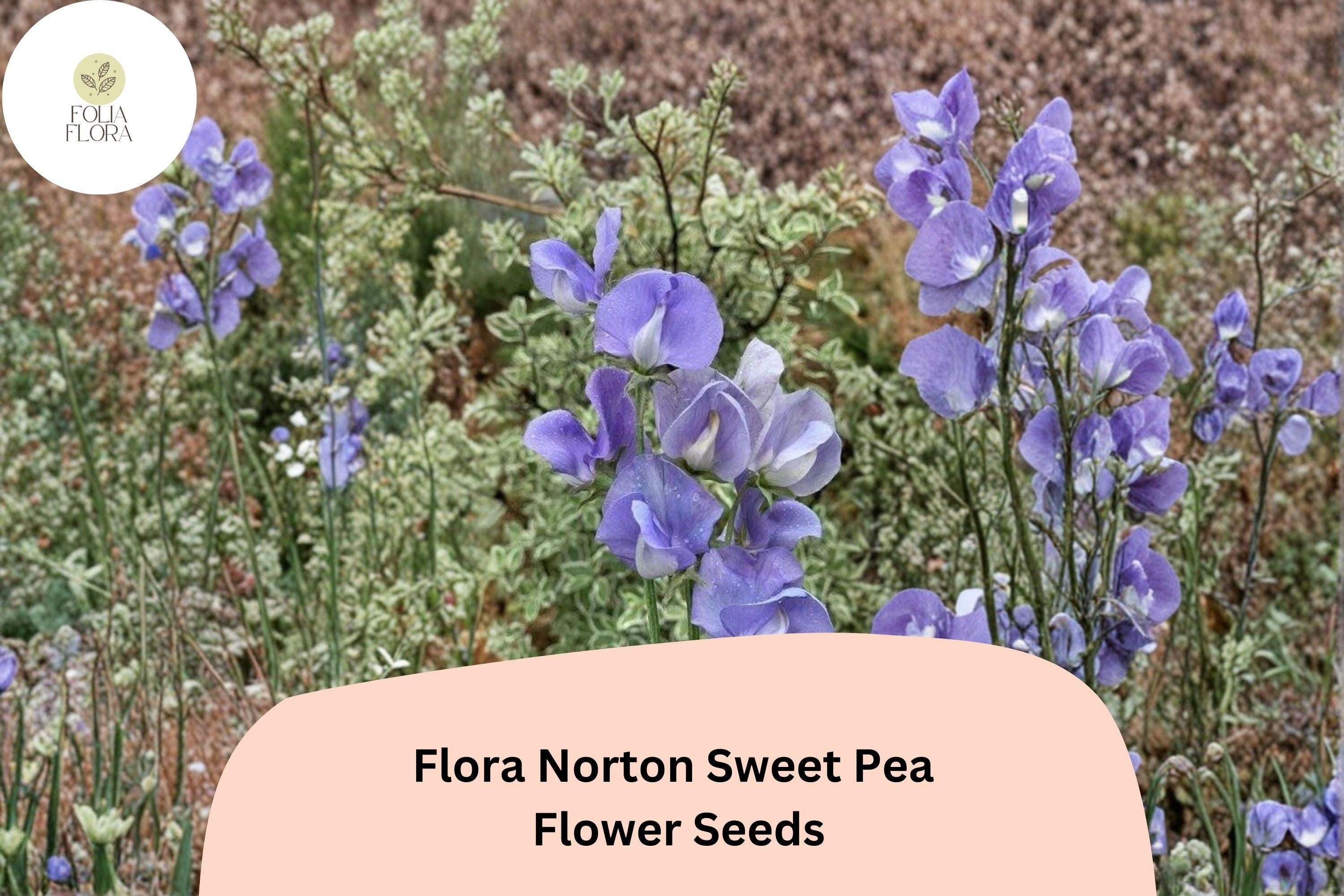 Flora Norton Sweet Pea Seeds | Fragrant Blue Climbing Flowers