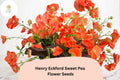 Henry Eckford Sweet Pea Seeds | Fragrant Orange Salmon Heirloom