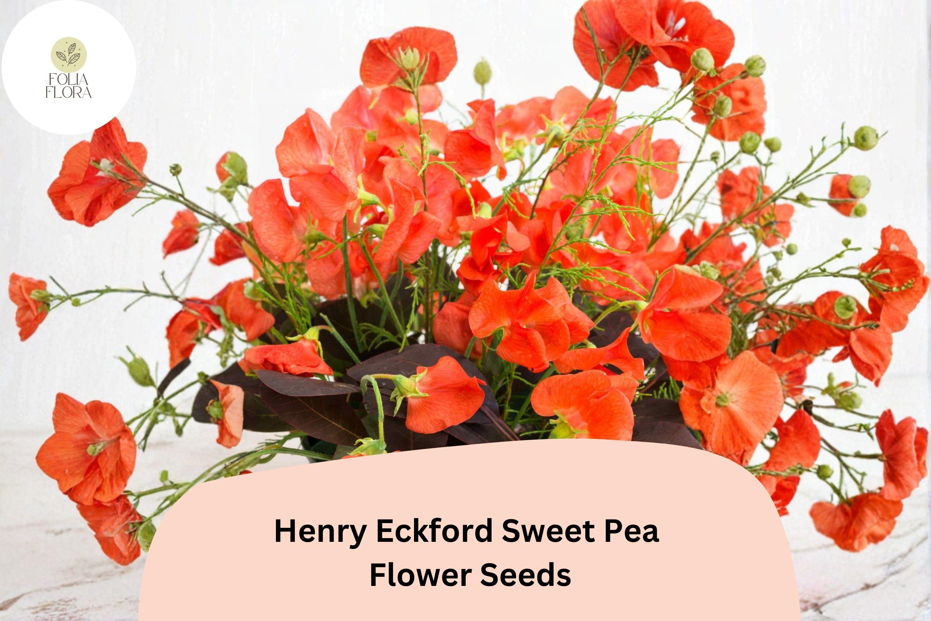 Henry Eckford Sweet Pea Seeds | Fragrant Orange Salmon Heirloom