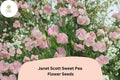 50+ Janet Scott Sweet Pea Seeds | Fragrant Pink Flower for Garden Trellis, Fence