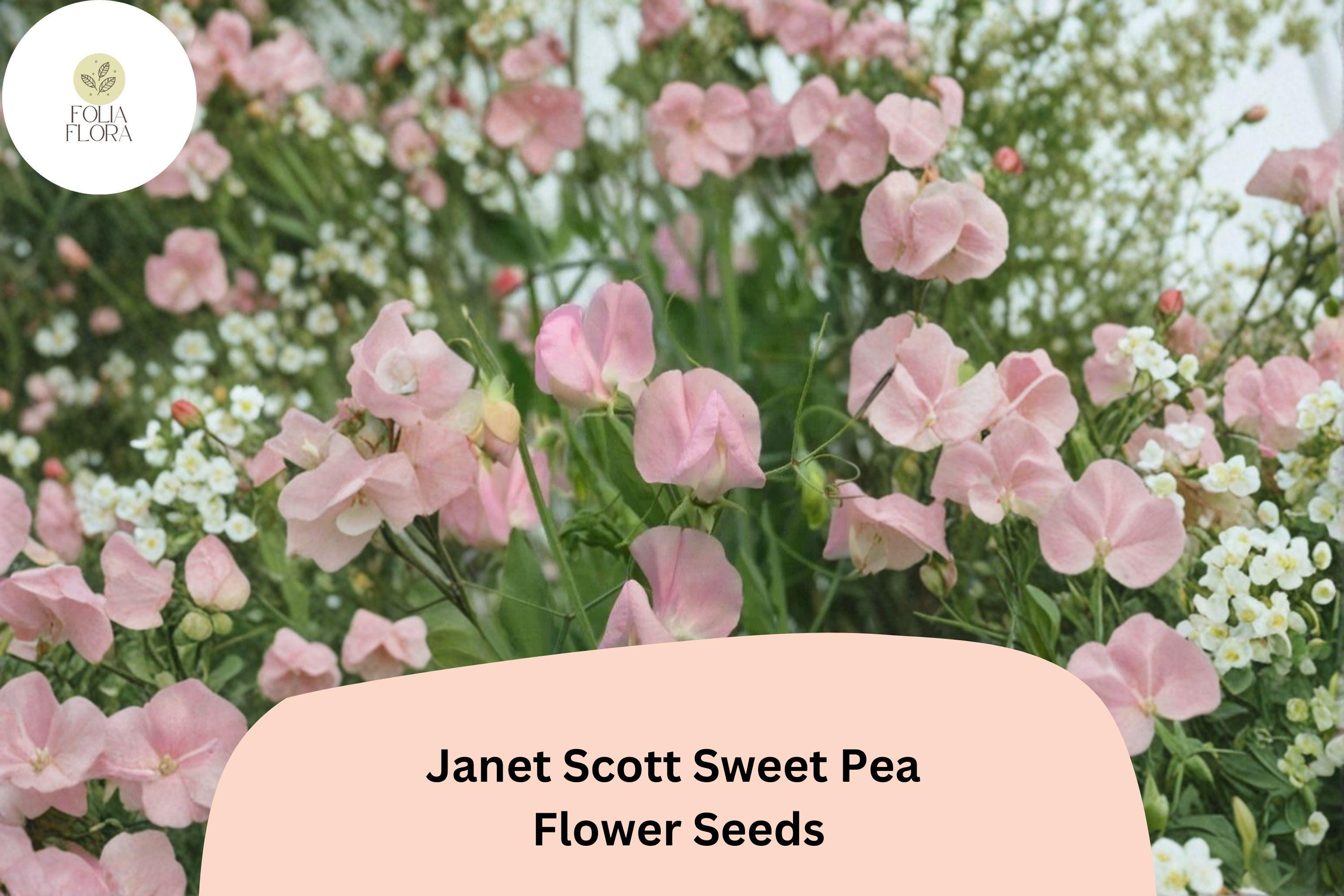 50+ Janet Scott Sweet Pea Seeds | Fragrant Pink Flower for Garden Trellis, Fence