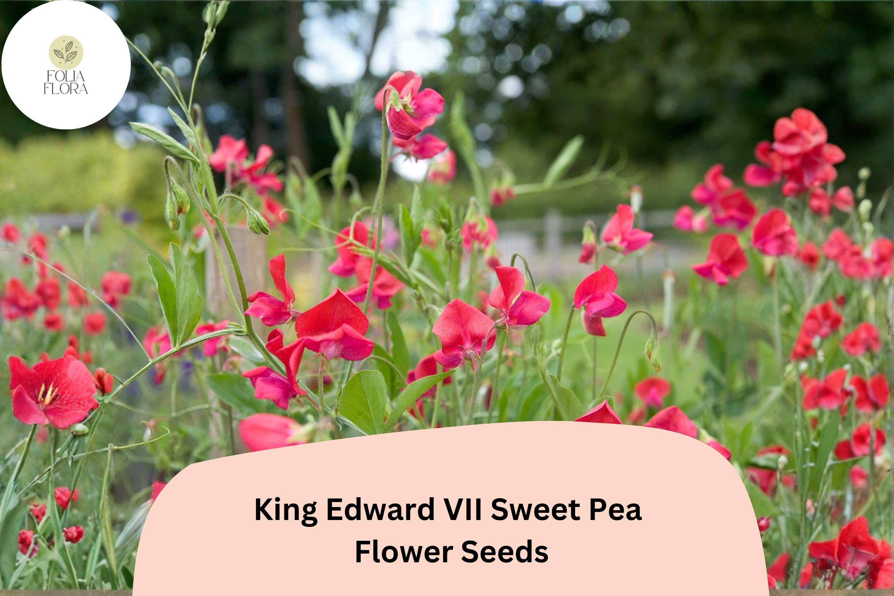 50+ King Edward VII Sweet Pea Seeds | Fragrant Deep Red Flower for Garden Trellis