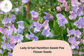 50+ Lady Grisel Hamilton Sweet Pea Seeds | Fragrant Lavender Flower for Garden Trellis