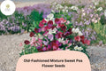 50+ Old-Fashioned Mixture Sweet Pea Seeds | Fragrant Mixed Colors Flowers for Garden Trellis