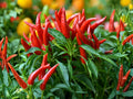 Thai Capsicum frutescens Hot Pepper Seeds – Extra Hot Chili, Heirloom, Non-GMO, 25 Seeds