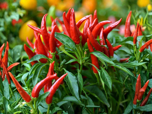 Thai Capsicum frutescens Hot Pepper Seeds – Extra Hot Chili, Heirloom, Non-GMO, 25 Seeds