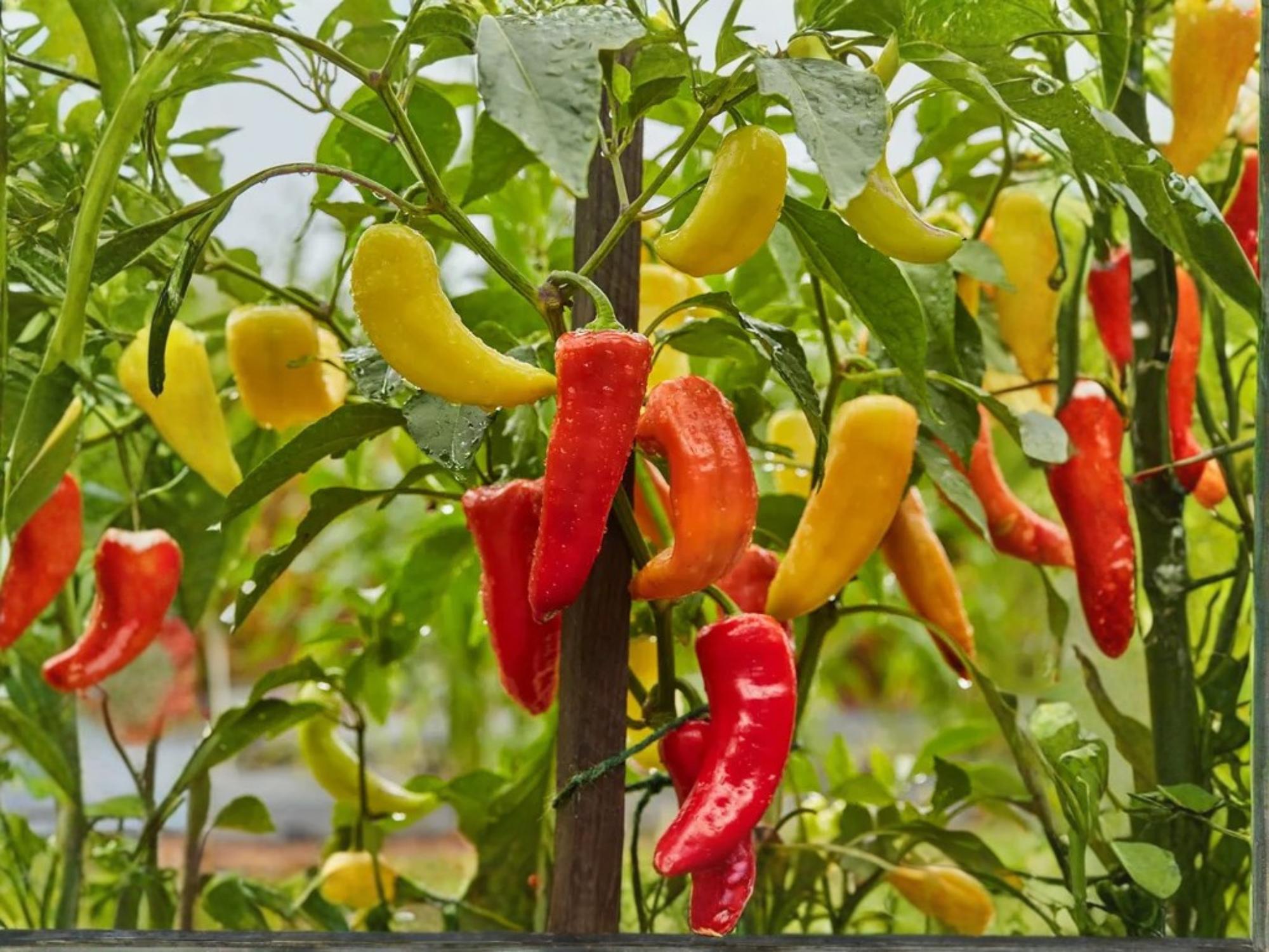 Sweet Banana Pepper Seeds – Heirloom, Non-GMO, Mild Yellow Vegetable, 25 Seeds for Home Gardens & Containers
