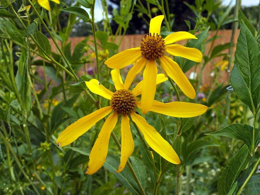Water Plantain Seeds (100) | Native Aquatic Plant for Ponds, Wetlands & Rain Gardens | Alisma triviale