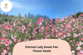50+ Painted Lady Sweet Pea Seeds | Fragrant Pink & White Bicolor Flower for Garden Trellis