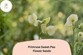 50+ Primrose Sweet Pea Seeds | Fragrant Pale Yellow Climbing Heirloom Flower for Garden Trellis