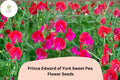 Prince Edward Sweet Pea Seeds | Deep Red Heirloom Fragrance